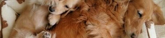 nananyan's header image