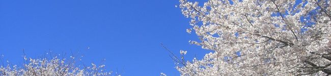 ayacco*'s header image
