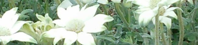 Yuriko1961's header image