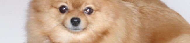 ぽこぽこぽーちゃん's header image