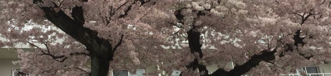 keimamu's header image
