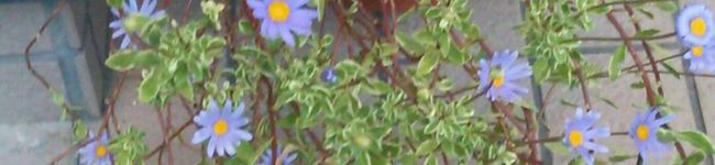まるる50's header image