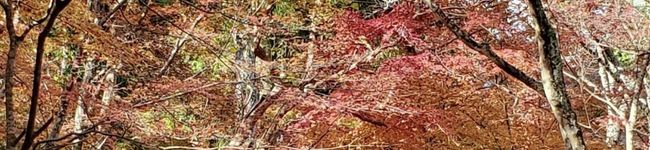 むーちゃん1209's header image