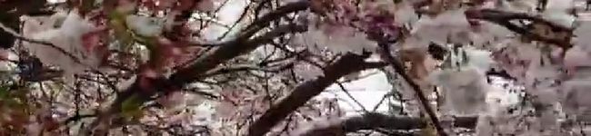 開拓者Ｃ's header image
