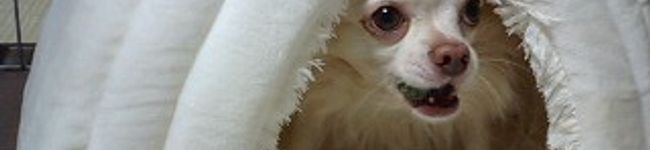 タマネギ涙's header image