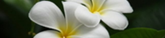 plumeria.,:'s header image