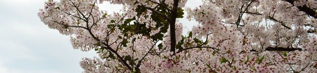 FPの鬼's header image
