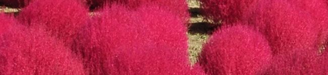 クック1GUU42☆'s header image