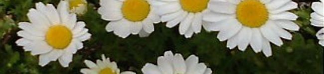 mixpeace's header image