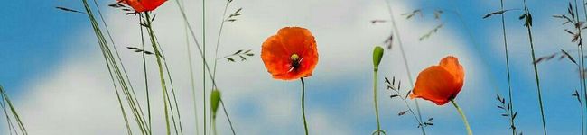 URymbow's header image
