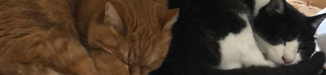 sora♡saba's header image