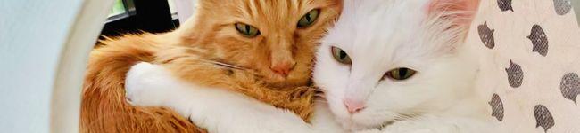 Hannah’s's header image