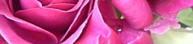 watosonsan's header image