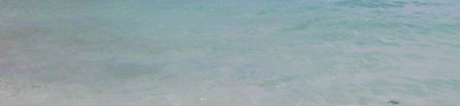 ハニーチーズ's header image