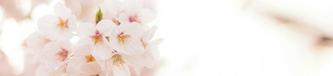 ❀桜❀'s header image