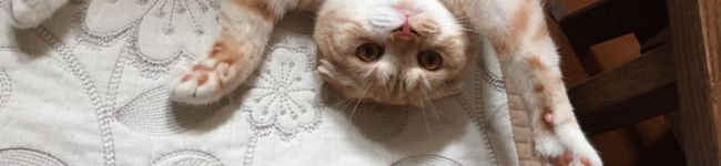 ふみねこ丸's header image