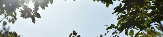 とんぺんいちご's header image