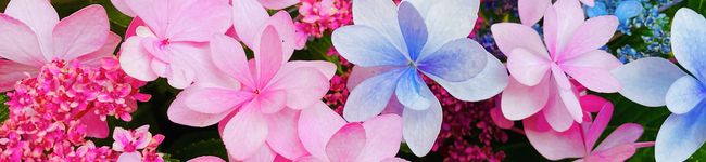 のり饅頭's header image