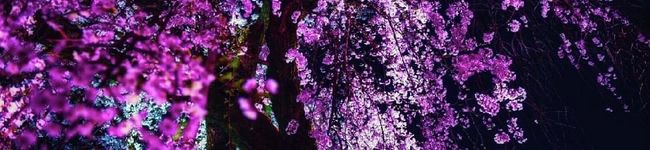 甘海月's header image