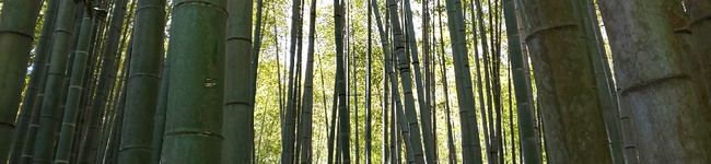 aiaiiwashi's header image