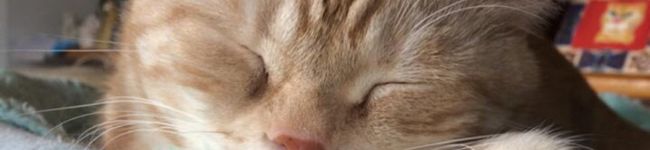 坂の本龍馬's header image