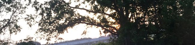 cyaaaru's header image