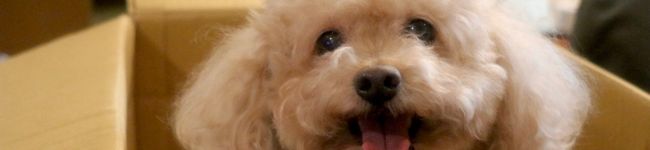チョコ♡モチ's header image