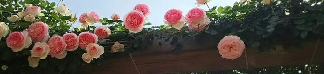 kemuchan's header image