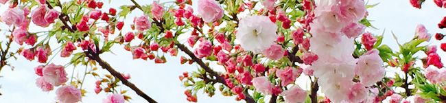 ＊＊天然水＊＊'s header image