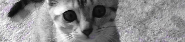 まごちゃn's header image