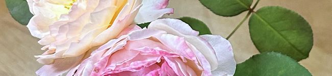 ジュニオさん's header image