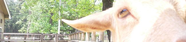 chieno's header image