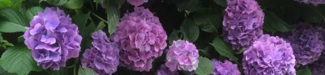 かおり＊修行中's header image