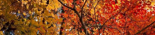 yuhang's header image