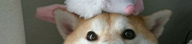 ゆずきち母さん's header image