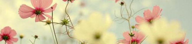 め〜こ's header image