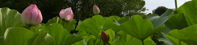 胡桃実's header image