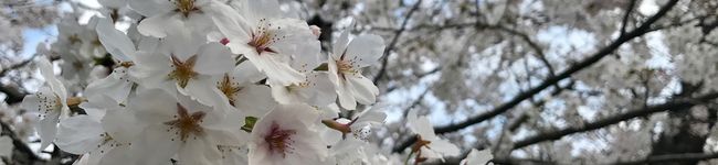 火花☆'s header image