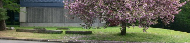 sanchan's header image