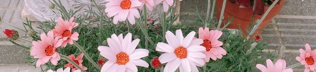 umaimai's header image