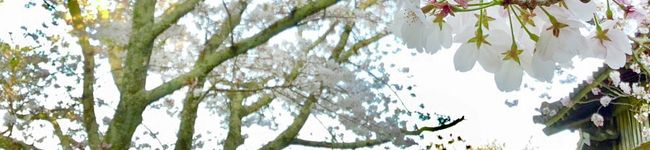 めだかの母's header image