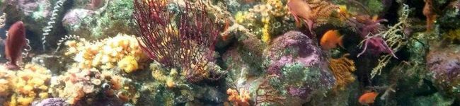 いまにー☆fish's header image