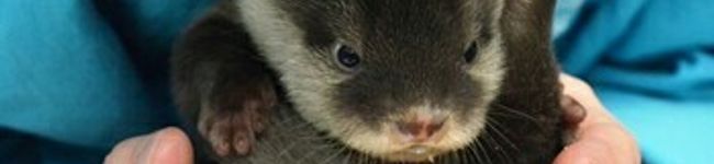 こってて's header image