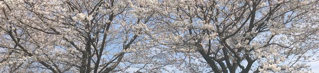 cita0623's header image