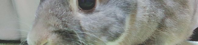kittyboyy's header image