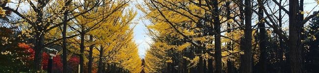 Bell_Runa's header image