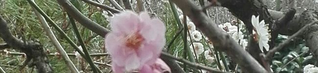 Pen66375's header image