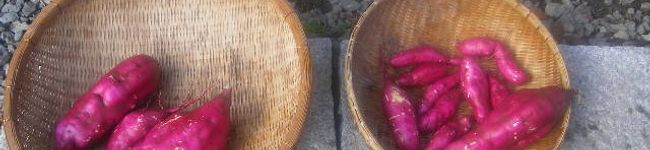 クンのすけ's header image