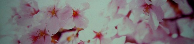 ピヨツコ's header image