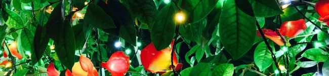 Vonita's header image